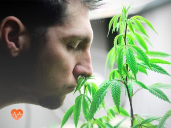 Детоксикация от марихуаны в Боровске